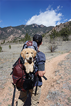 backpack dog